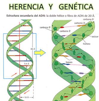 HERENCIA Y GENÉTICA