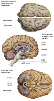 EL CEREBRO