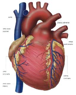 EL CORAZÓN