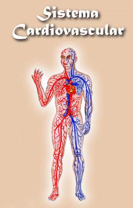 SISTEMA CARDIOVASCULAR