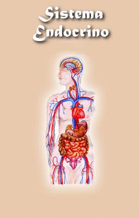 SISTEMA ENDOCRINO