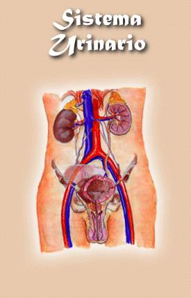 SISTEMA URINARIO