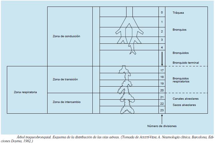 CONCEPTOS FISIOPATOLÓGICOS BÁSICOS