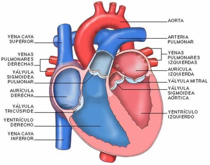 CARDIOLOGÍA