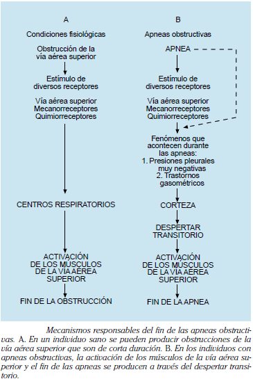 Mecanismos responsables del fin de las apneas