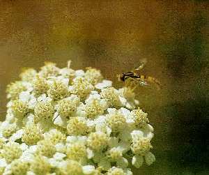 PICADURAS DE INSECTOS Y OTROS ARTRÓPODOS